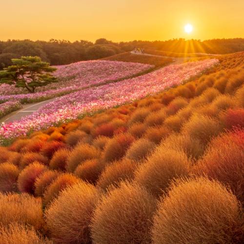 MUSE Photography Awards Gold Winner - Golden Hill by Kenji S