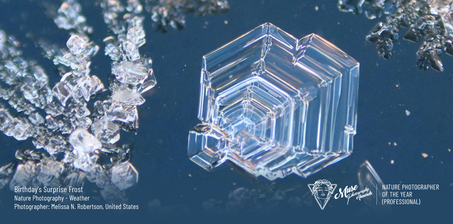 2026 MUSE Photographer Nature Photographer of the Year (Professional) - Birthday's Surprise Frost