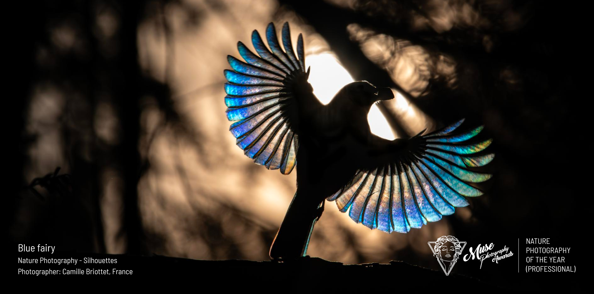 2025 MUSE Nature Photography of the Year (Professional) - Blue fairy