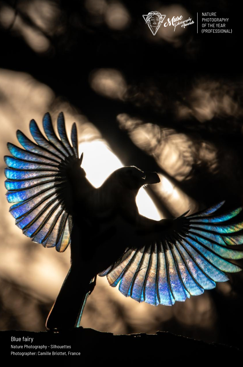 2025 MUSE Nature Photography of the Year (Professional) - Blue fairy