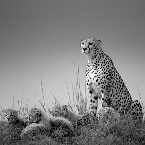 MUSE Photography Awards Gold Winner -  Cheetah with cups by Willems Johan