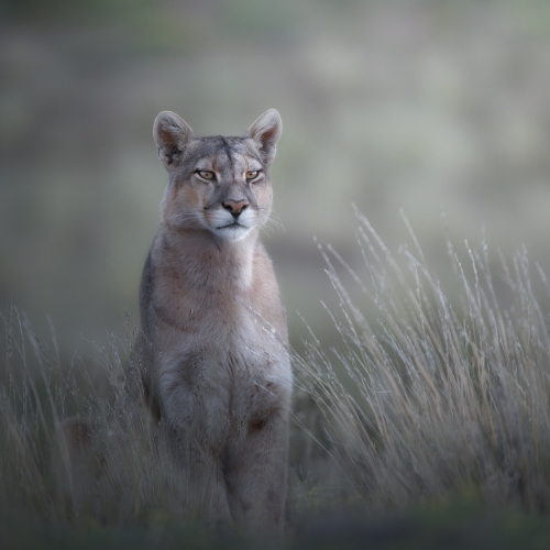 MUSE Photography Awards Platinum Winner - Chile, the Cougar is on the prowl by marcello galleano