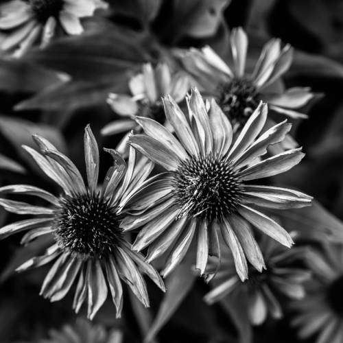 MUSE Photography Awards Silver Winner - B&W Botanicals by Ted Glasoe, Artist