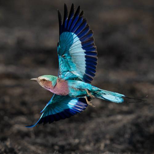 MUSE Photography Awards Gold Winner - No7 Fly Past by Tim Driman