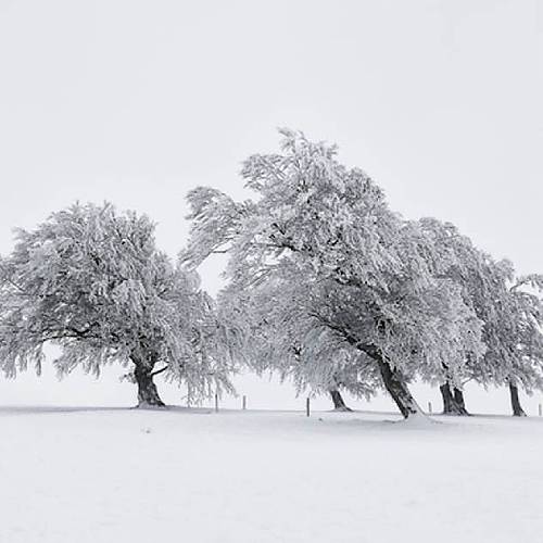 MUSE Photography Awards Silver Winner - dancing trees by Judith Kuhn