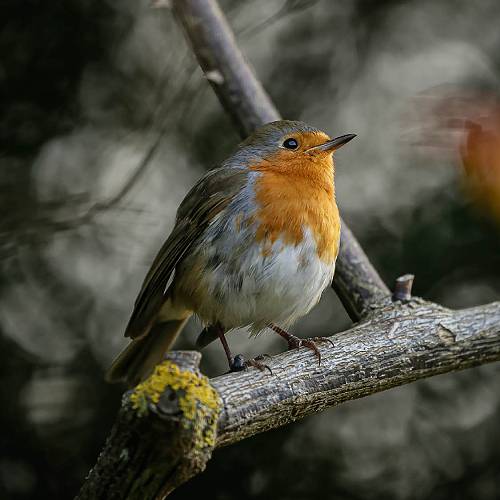 MUSE Photography Awards Gold Winner - Chant by Camille Briottet