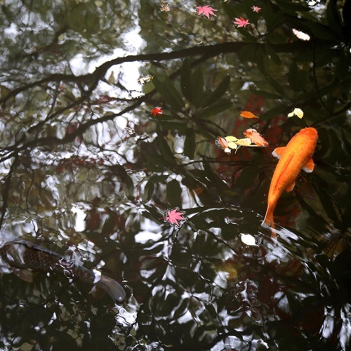 MUSE Photography Awards Silver Winner - Koi in a pond by Mark Dornfeld