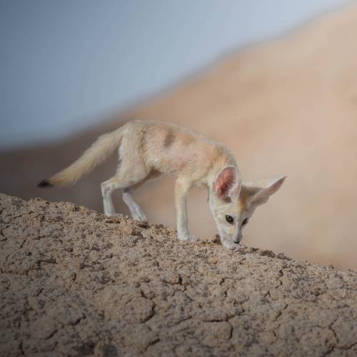 MUSE Photography Awards Gold Winner - Spacewalk of a Fennec by Marcello Galleano