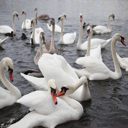 MUSE Photography Awards Silver Winner - SONG SWANS by James Davis