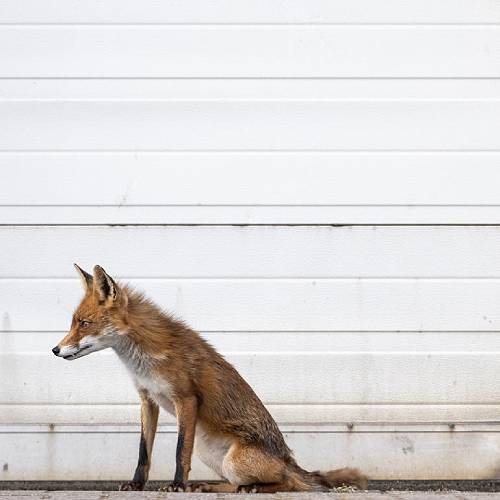 MUSE Photography Awards Silver Winner - Urban Fox by Alex Pansier