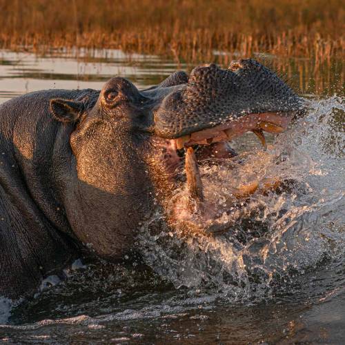 MUSE Photography Awards Silver Winner - No5 Angry Hippo by Tim Driman 