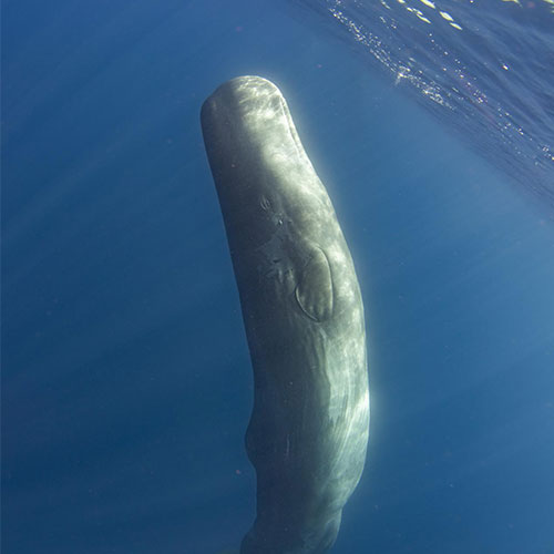 MUSE Photography Awards Silver Winner - The Azores Giant by Andrea Izzotti