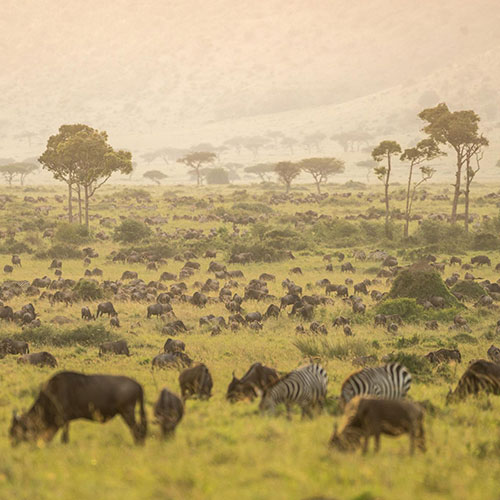 MUSE Photography Awards Silver Winner - The Great Wilderbeest Migration by Juan Martinez