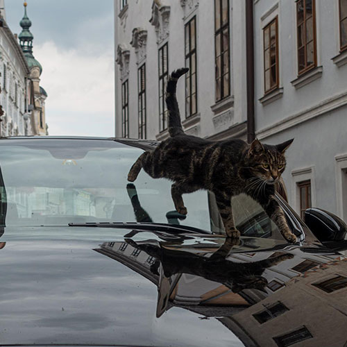 MUSE Photography Awards Silver Winner - Two Cats by Thomas Schlereth