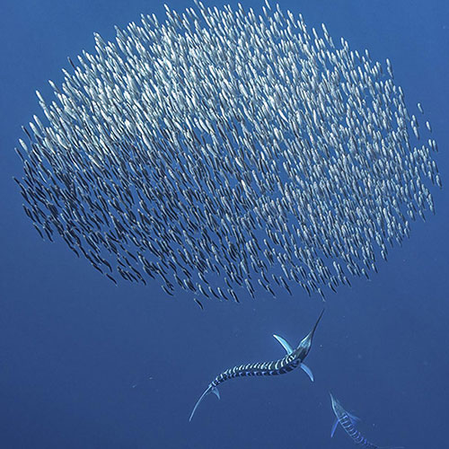 MUSE Photography Awards Silver Winner - light and shadow marlins and sardine by Amos Nachoum