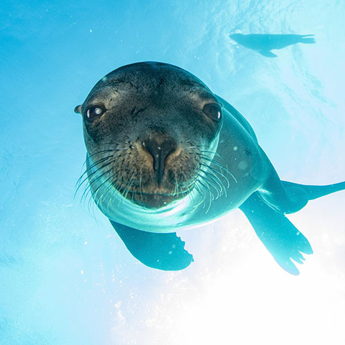 MUSE Photography Awards Gold Winner - Sealionity by Andrea Izzotti