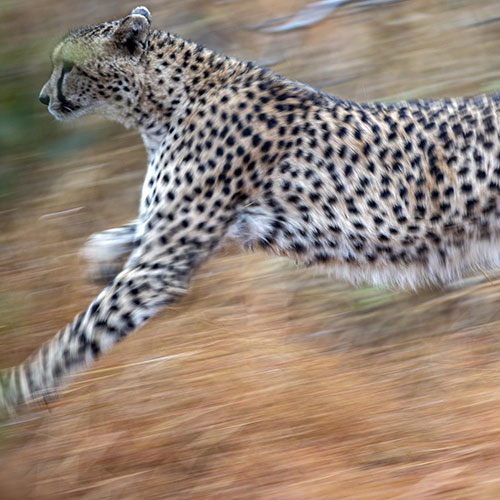 MUSE Photography Awards Silver Winner - Cheetah running by Andrea Izzotti