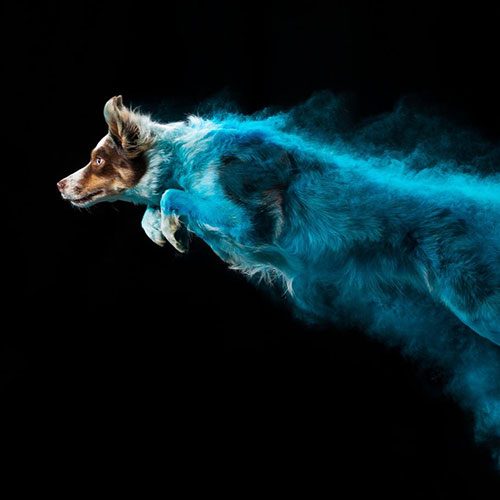 MUSE Photography Awards Gold Winner - Powder Dogs by David Shilale
