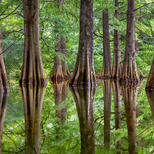 MUSE Photography Awards Gold Winner - Cypress Trees Reflection by Chin Leong Teo