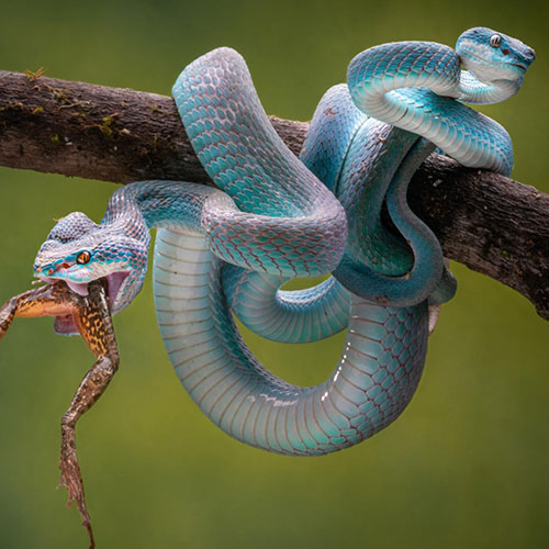 MUSE Photography Awards Gold Winner - Double Headed Viper by Chin Leong Teo