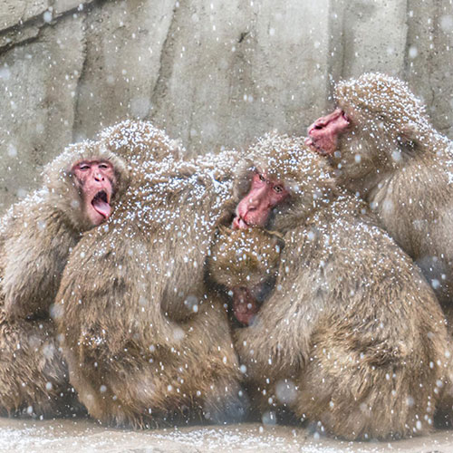 MUSE Photography Awards Gold Winner - Licking Snow by Chin Leong Teo