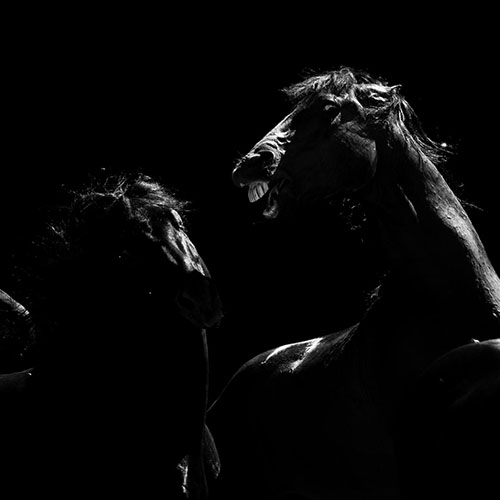 MUSE Photography Awards Silver Winner - Shadow Horses by Verena Dechant
