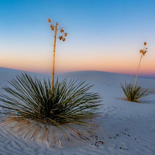 MUSE Photography Awards Silver Winner - Succa for the Yucca by Christina McBride
