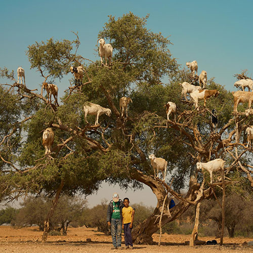 The Boys and the Goats - Photography Winner