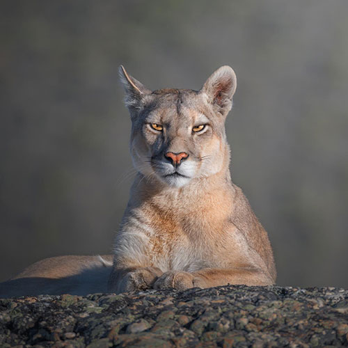 MUSE Photography Awards Gold Winner - Royal portrait of a cougar by Marcello Galleano