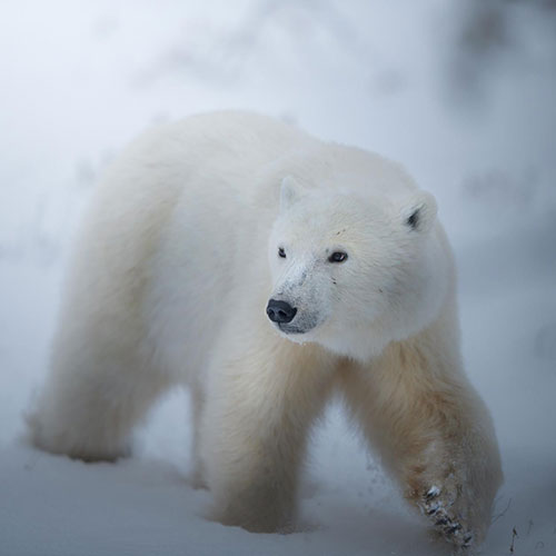 MUSE Photography Awards Silver Winner - His Majesty the Polar Bear by Marcello Galleano
