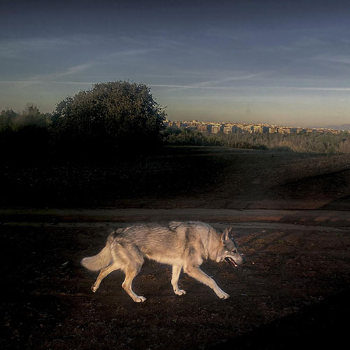 MUSE Photography Awards Silver Winner - Heart of Wolf by Antonio Denti