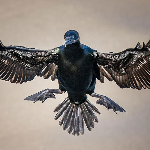 MUSE Photography Awards Silver Winner - Brandt's Cormorant by Larry Tho Dao