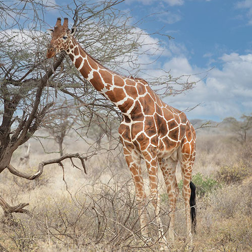 MUSE Photography Awards Gold Winner - Reticulated Giraffe by Larry Tho Dao