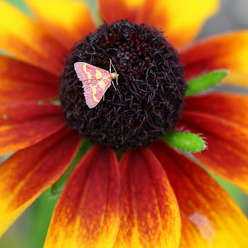 MUSE Photography Awards Silver Winner - Coffee-Loving Pyrausta on Rudbeckia by Cristina Farinas