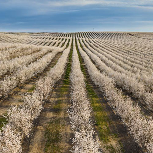 MUSE Photography Awards Gold Winner - Almond Fields by Nathan Myhrvold