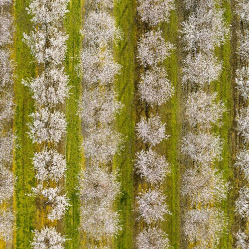 MUSE Photography Awards Silver Winner - Almonds from Above by Nathan Myhrvold