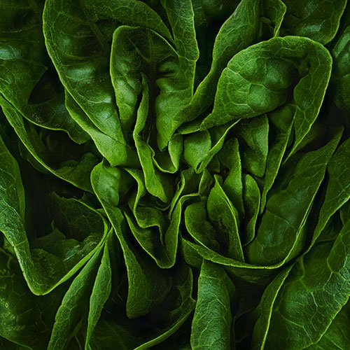 MUSE Photography Awards Silver Winner - Butter Lettuce by Nathan Myhrvold