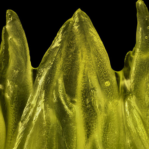 MUSE Photography Awards Silver Winner - Citruses in Disguise by Nathan Myhrvold