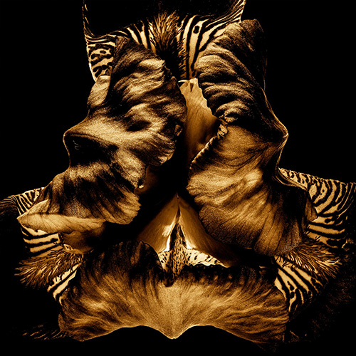 MUSE Photography Awards Silver Winner - Secret worlds by Patrick Desgraupes