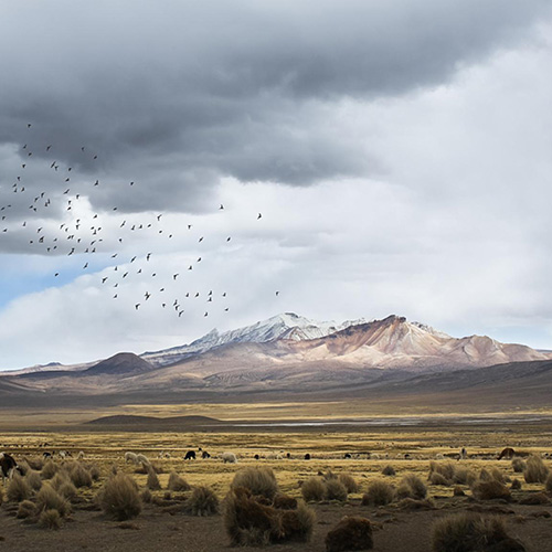 MUSE Photography Awards Gold Winner - A storm in andean life by Max Lévine