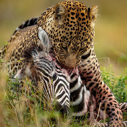 MUSE Photography Awards Gold Winner - Leopard with Zebra by Willems Johan