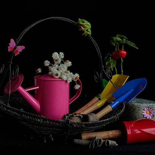 MUSE Photography Awards Silver Winner - Daisy's Pet Frog by Tailai OBrien