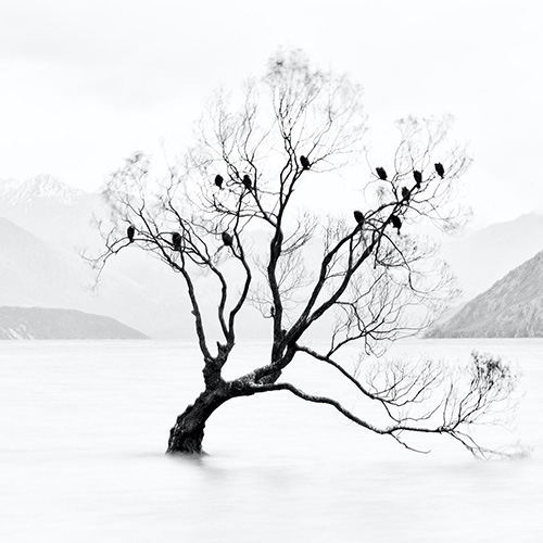 MUSE Photography Awards Gold Winner - Lone tree, not lonely by Hsiaohsin Chen