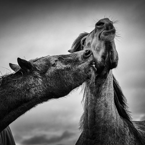 MUSE Photography Awards Gold Winner - Love by Todor Tilev