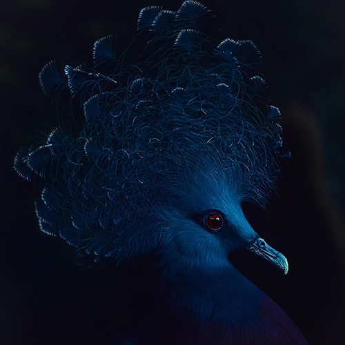 MUSE Photography Awards Platinum Winner - A Portrait of Blue by Christie Goldstein