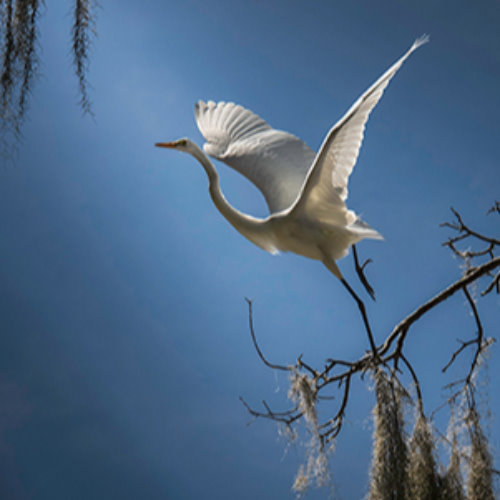 MUSE Photography Awards Silver Winner - Wings Of Inspiration by Fenqiang Liu