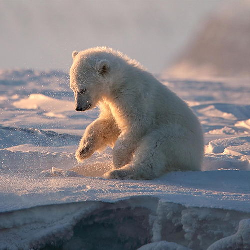 MUSE Photography Awards Photographer of the Year Winner - the king of the arctic by Judith Kuhn