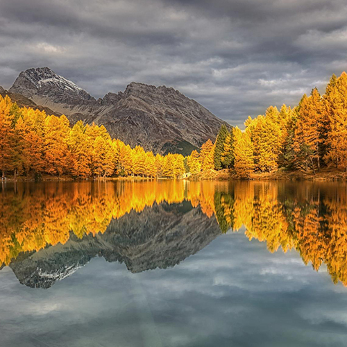 MUSE Photography Awards Gold Winner - the magic of yellow larchs by Judith Kuhn
