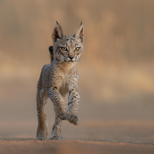 MUSE Photography Awards Platinum Winner - BORN FREE by Marcello Galleano