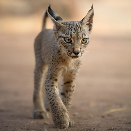 MUSE Photography Awards Gold Winner - LIMITED EDITION LYNX CUB by Marcello Galleano